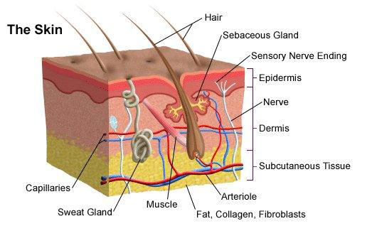 Skin Problems Skin Problems
